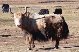 龙仁青：铁扇公主是公牛图片