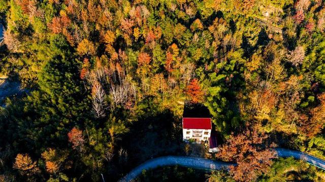 英山冷家山村：红叶漫山醉游人 生态美景引客来