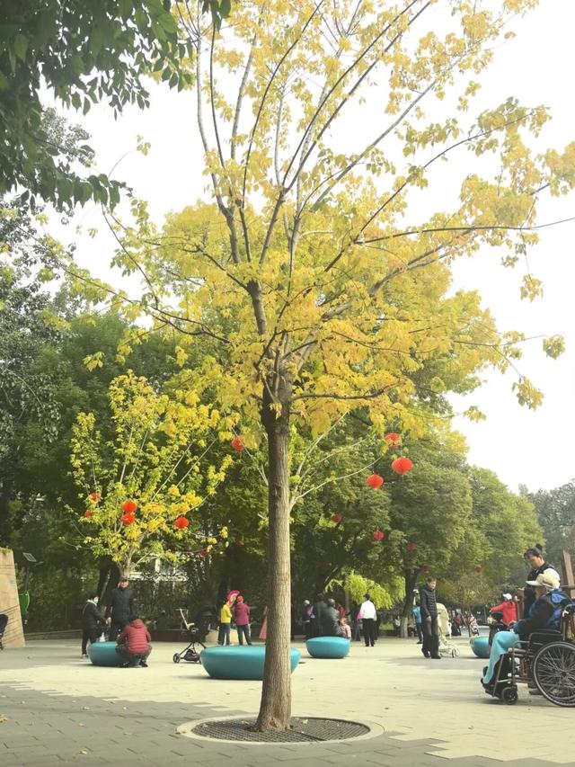 不必扎堆地坛公园！东城区赏秋攻略，一图收藏