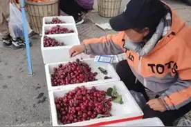 烟台暖棚樱桃抢鲜上市 网友询问：凉地大樱桃什么时候熟？图片