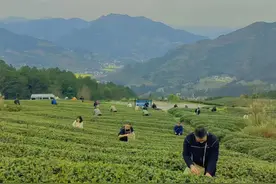 仁怀：清明将至   又到一年明前茶飘香时图片