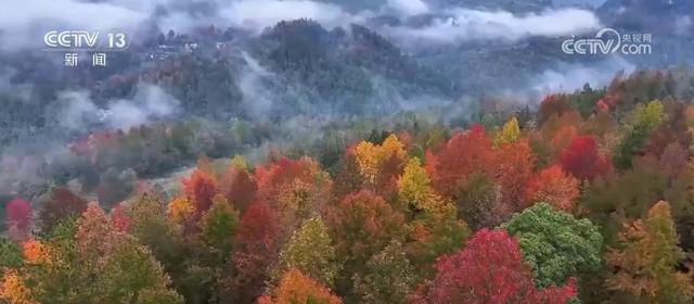 雾凇、冰川、彩林，山水画卷醉游人！各地冬日“限定版”美景纷纷“上线”