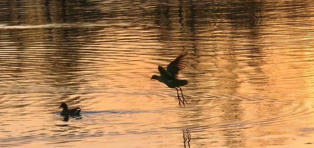 夕阳如画点缀京城！点击收藏腊八节里的冬日美景