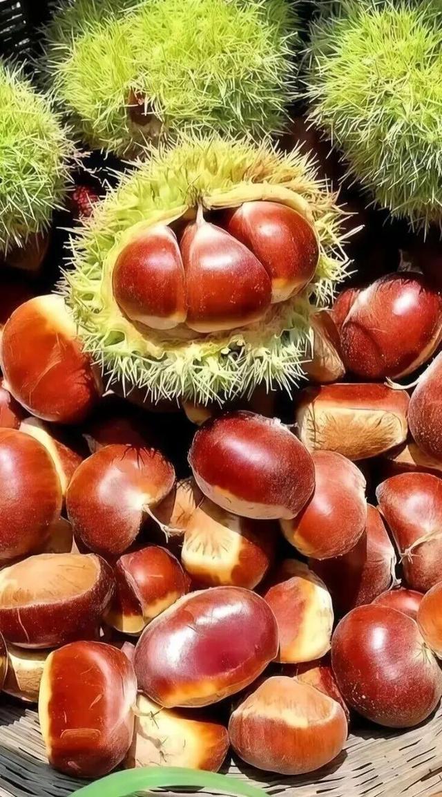 待天晴，看洛阳漫山姹紫嫣红→