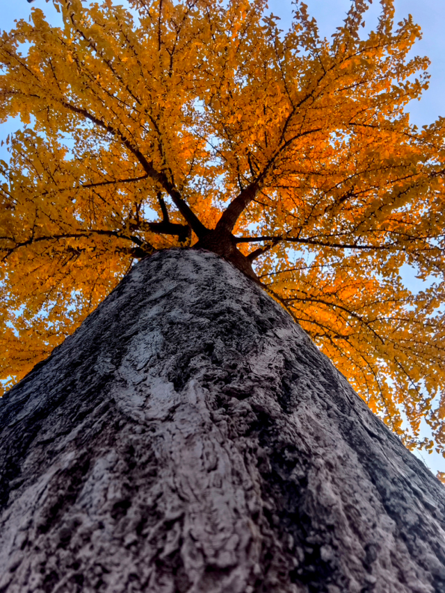 风一吹，索河路就成了金色的世界