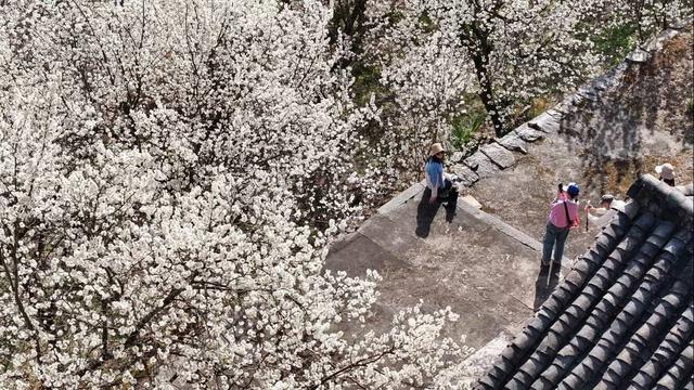 四川朝天：樱桃花开春意浓 生态美景变富民经济
