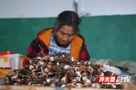 永州冷水滩：黑皮鸡枞菌铺就村民增收致富路图片