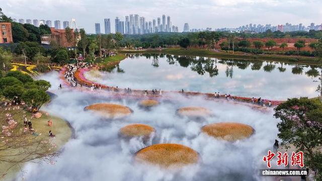 广西南宁冬日花海美如画