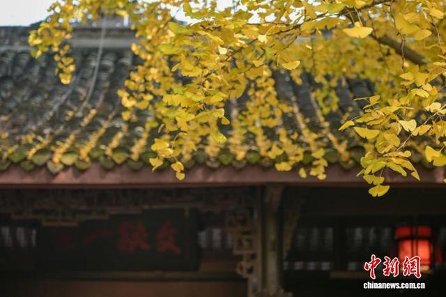 四川眉山：古祠金叶舞 诗意醉游人