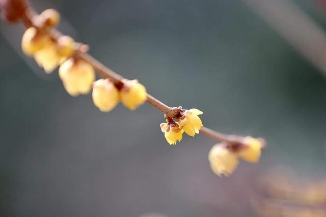 提前两个多月开放，趵突泉畔“梅”景迷人