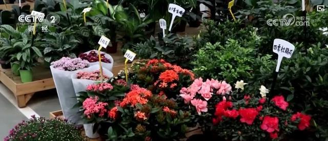 中秋“花好月圆”催热“花样经济”：鲜花销售旺，花海旅游火