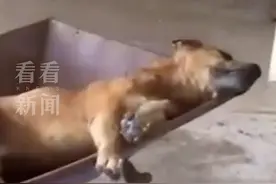 75岁老人病逝，狗狗葬礼现场流泪，躺在棺材旁随主人一同离世图片