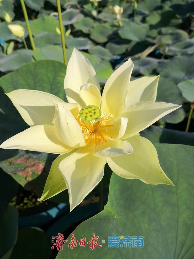 一年四季 泉在济南｜济南第39届荷花艺术节启幕，邀您共赏湖畔荷韵盛宴！