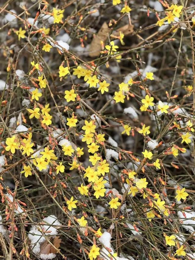 走起，去北京通州赏春花，邂逅最美春色