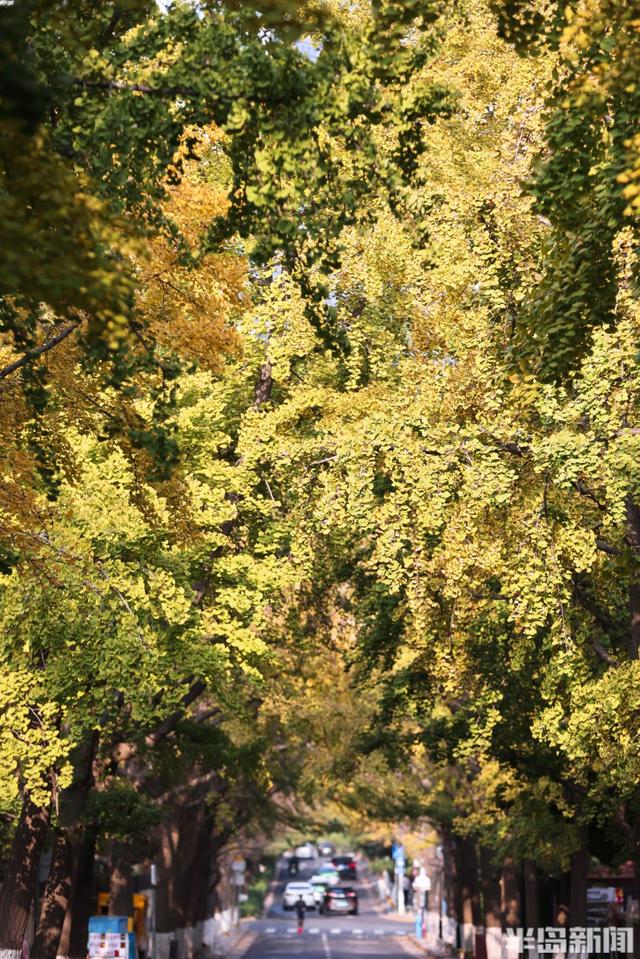 太平角银杏抢“鲜”黄！