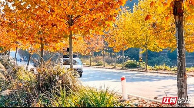 岁暖时刻丨在凤凰县环城路，我读懂了一片梧桐叶的一生