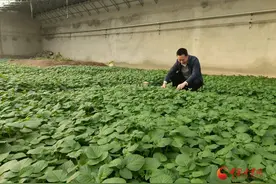 新春走基层|庄浪：日光温室马铃薯脱毒苗双茬种植喜获丰收图片
