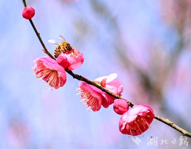 露营赏梅正当时 新洲花果山梅林初绽迎客