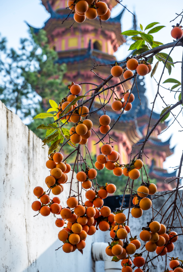 好景成双，来定慧寺巷邂逅小确“杏”