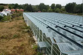 新闻追踪：胶州三里河街道卜落林村村民反映土地问题有下文胶州自规局：玻璃大棚属于违法建筑胶州综合行政执法局：未收到通知不确定是否是违建图片