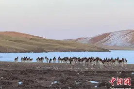 青海藏野驴数量超13000匹图片