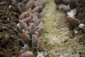 春鲜正当“食”！湖北恩施高山羊肚菌丰收，每亩产值超5万元图片