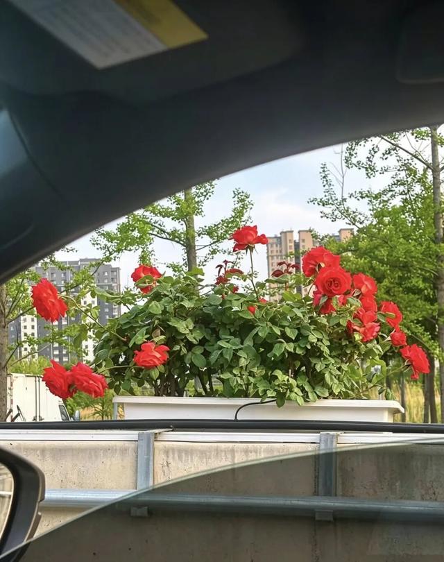 “空中花廊”再现！就在日照这些地方，一路繁花！