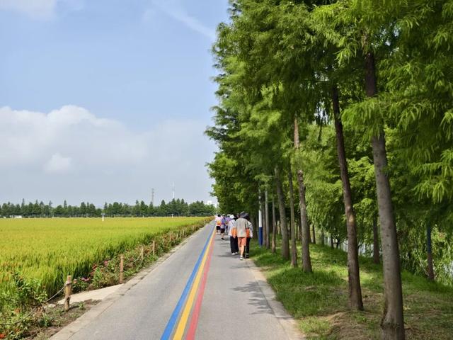 宝山丰收节+职工徒步赛启幕！穿行金色稻田，解锁乡村秋日浪漫