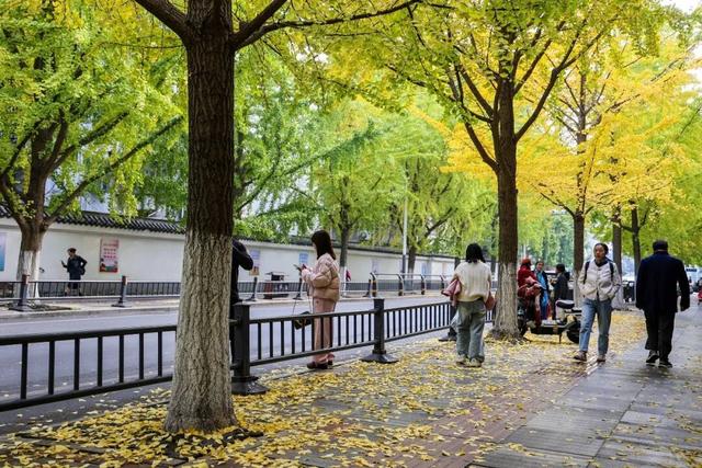 落叶缓扫，留住荆州别样秋色