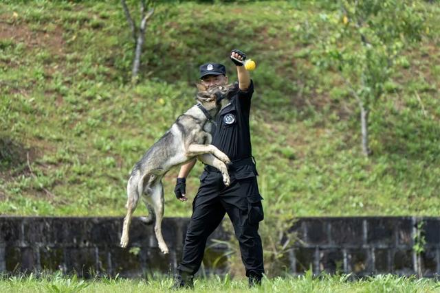 二级英模！功勋犬训导员！