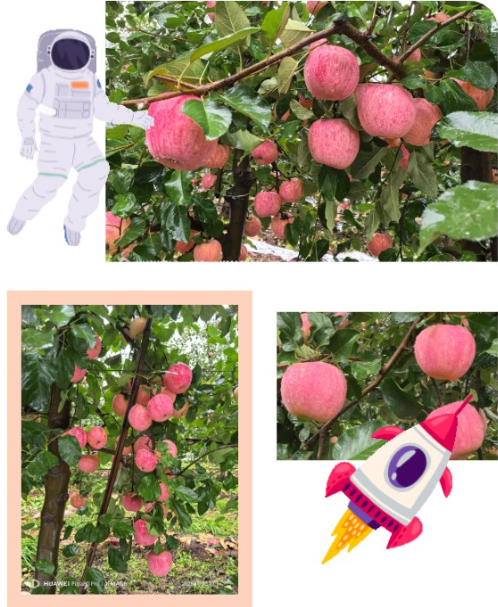 千阳苹果六度“飞天” 保障空间站太空饮食