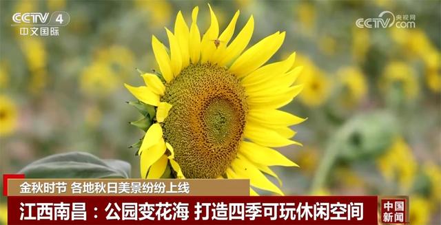 金秋时节各地美景纷纷“上线” 多元业态拓展“秋日经济”新空间