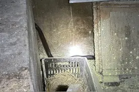 眼镜王蛇深夜“吃鸡”110摇来119帮忙图片