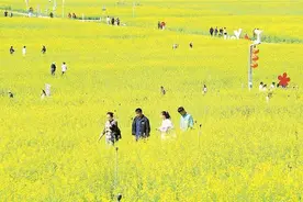 光明欢乐田园油菜花开满地“金”图片