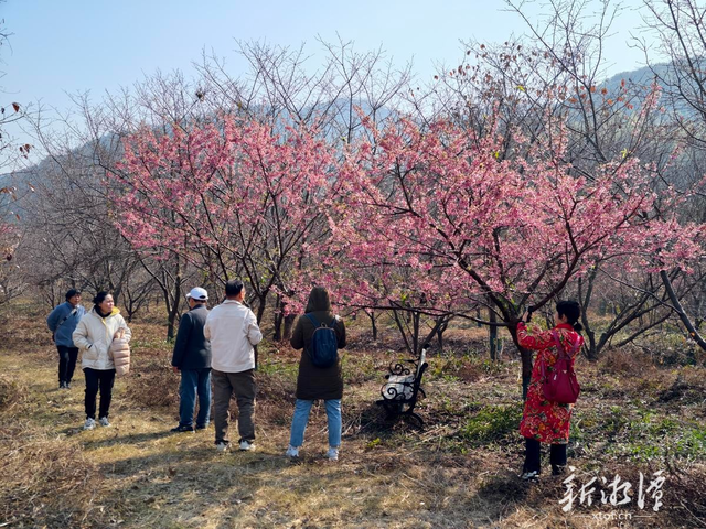 湘潭七星村早樱盛开引长株潭游客打卡
