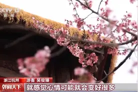 6万株樱花次第绽放 来赴一场春日赏樱之约图片