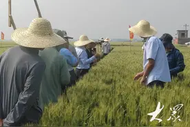 亩平均穗数超过40万，新品种小麦“山农67”田间表现优良图片