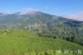 竹溪县特色产业基地有了无人机助手图片