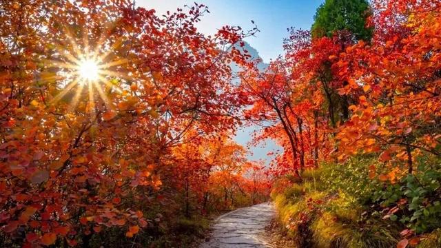 待天晴，看洛阳漫山姹紫嫣红→