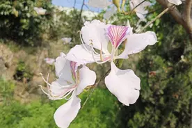 美好生活在云南｜春日来保山芒宽，共赴一场独属于白花的约会图片