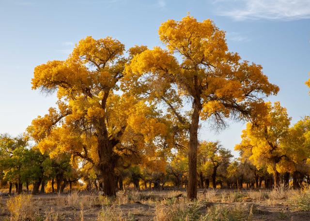 金色胡杨 装点大地