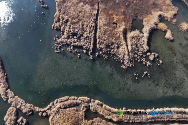 张掖：湿地公园千亩蒹葭鎏金，候鸟翅掠清波