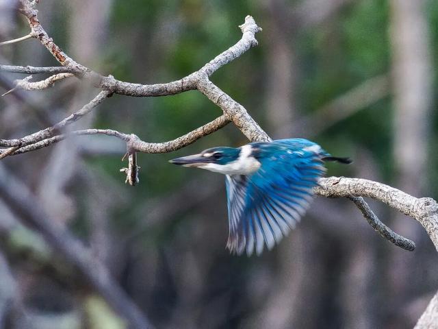 美兰观鸟 | 白领翡翠仍在北港岛，状态绝佳～