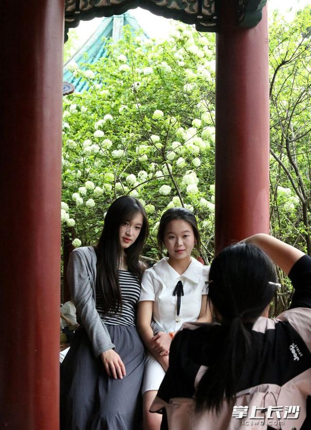 湖南烈士公园木绣球盛放 市民打卡享春光 | 组图