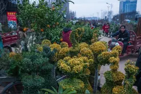 浙江金华：苗木花卉市场活力涌动图片