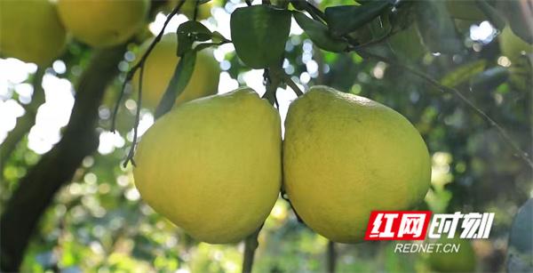 文化永州丨嶷山阿云：柚想你一一江永香柚