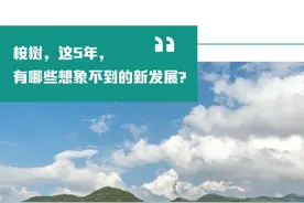 桉树，这5年，有哪些想象不到的新发展？图片