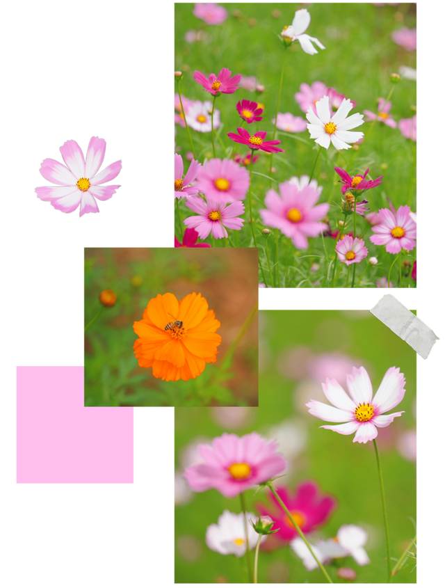 龙华，花海“大爆发”