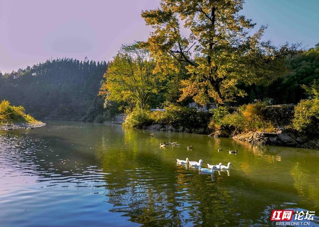枫红时节，邂逅通道的诗意初冬