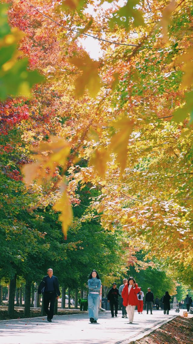 秋日顶流邂逅，在张家楼画美达尼遇见红枫的热烈与粉黛的温柔